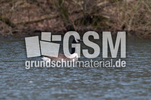 Kanadagans (14 von 15).jpg